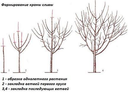 Выбор правильного саженца и метода пересадки