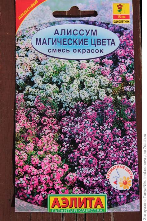 Выбор семян алиссума и их подготовка