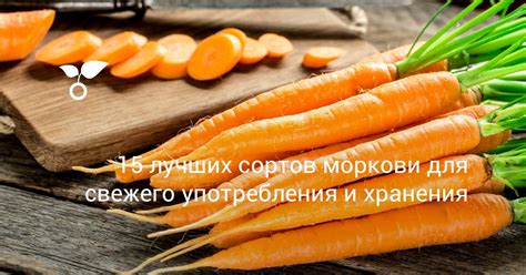 Выбор сорта моркови