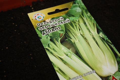 Выбор сорта сельдерея