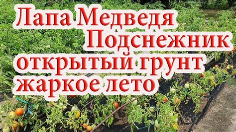 Выбор сортов и приготовление грунта
