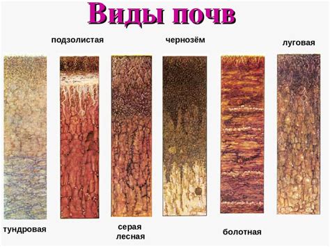 Выбор состава почвы