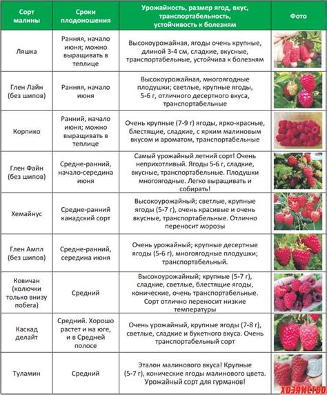 Выбор удобрений для клубники