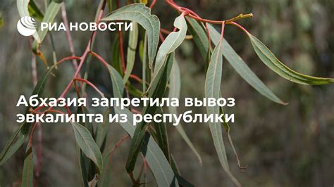 Вывоз эвкалипта из Абхазии