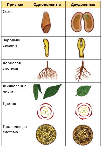 Выгоды для цветковых растений и их окружения