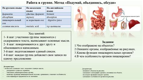 Выделение пищеварительных ферментов и их роль в организме