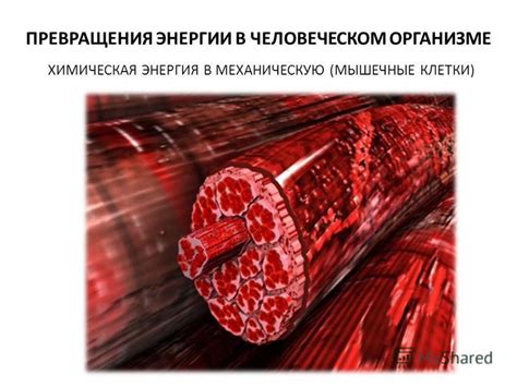 Высшее совершенство: энергия в человеческом сознании