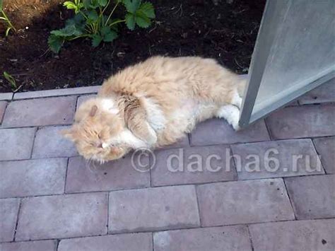 Где держать кота на даче