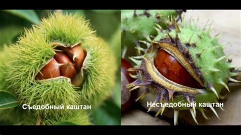 Где и как можно найти каштаны в Москве