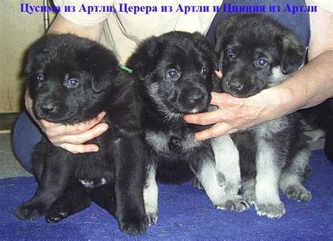 Где купить щенка казахской овчарки