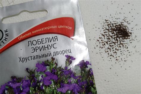 Где можно приобрести семена лобелии для рассады на Сибири