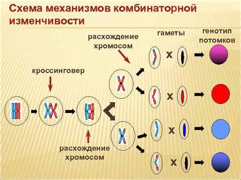 Генетика и наследственность в росте волос на груди
