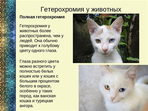 Генетическая особенность породы