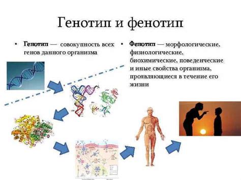Генотип и фенотип: основные понятия