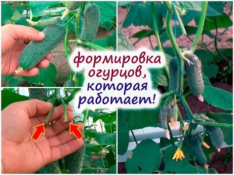 Главные признаки окончания плодоношения огурцов