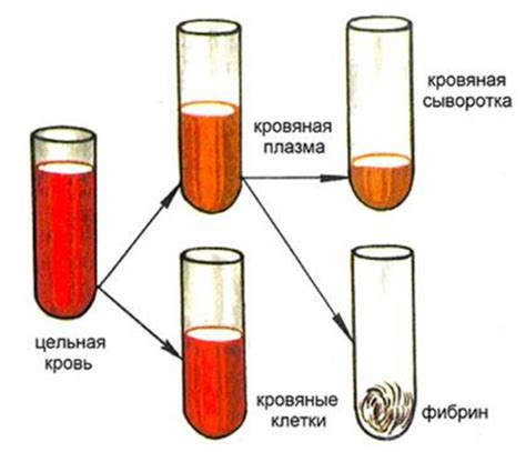 Главные различия между кровью и плазмой