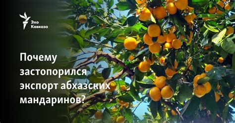 Главные факторы, влияющие на сроки появления абхазских мандаринов в продаже