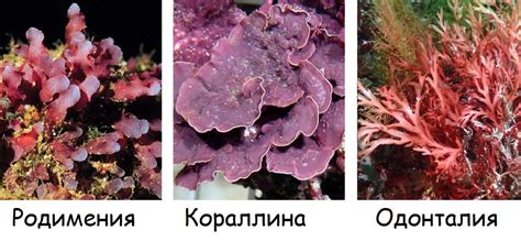 Глагол-существительный: эволюция красных водорослей и их разнообразие