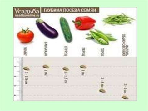 Глубина заделки семян