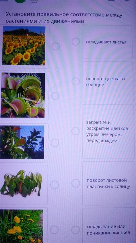 Глубина и расстояние между растениями
