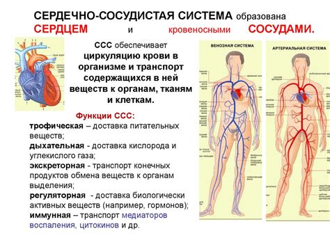Гнев и сердечно-сосудистая система
