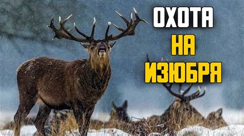 Гон у изюбря: особенности и представления