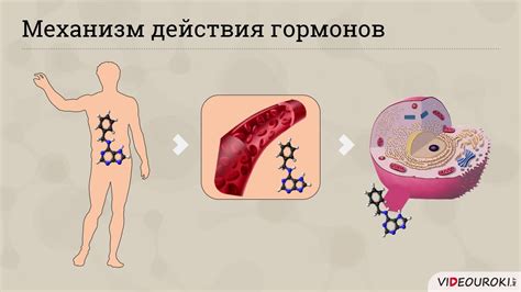 Гормональные изменения и обмен веществ