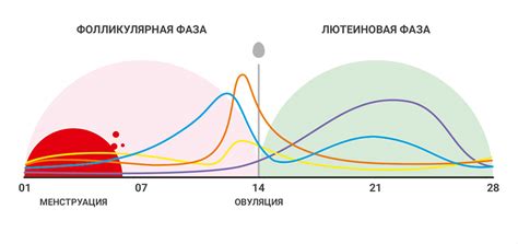 Гормон ЛГ: определение дня сдачи анализа