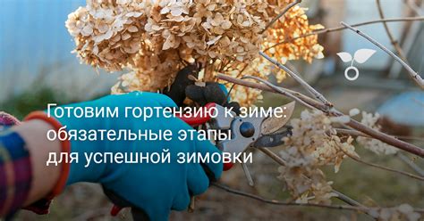 Готовим гортензию к зиме