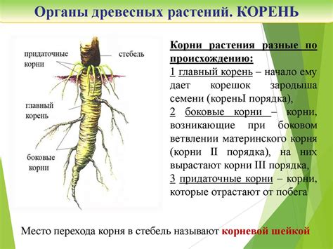 Готовность древесных растений к перезимовке