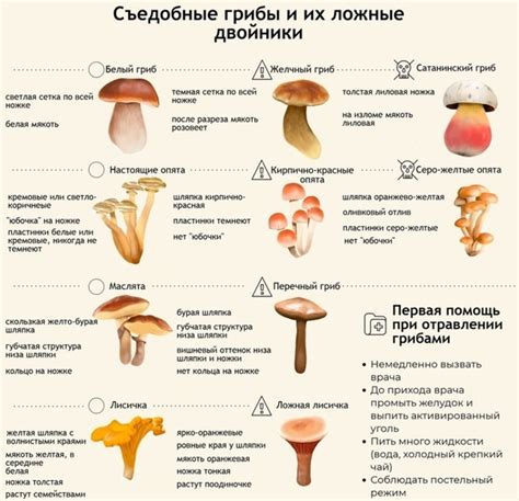 Грибы: виды, сезон сбора, полезные свойства