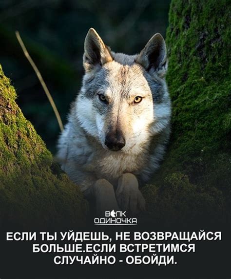 Громкий рев при чесании у хищников: почему именно волк так действует