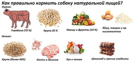 Давать глюкозу собакам: рекомендации
