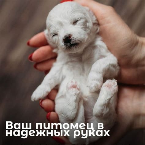 Дайте собаке заняться чем-то интересным во время вашего отсутствия