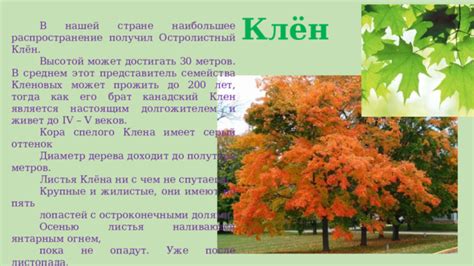 Дата начала листопада клена