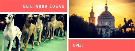 Дата проведения выставки собак в Орле