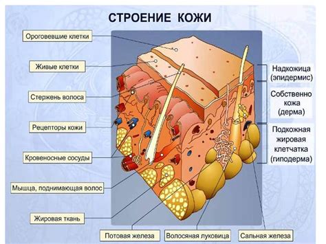 Действие дарсонваля на кожу и подкожный жир