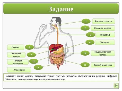 Действие йогурта на пищеварительную систему