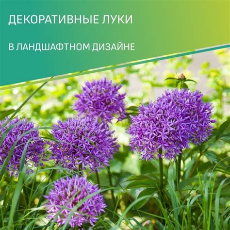 Длительность действия рассорки в зависимости от сорта лука