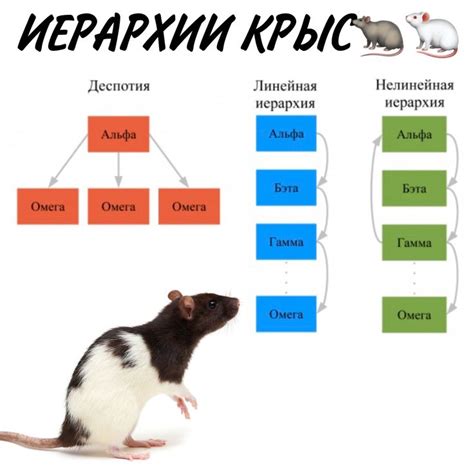 Длительность и частота брачных циклов у крыс