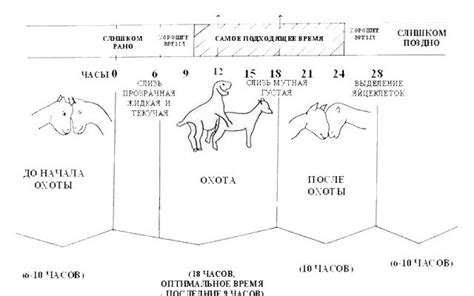 Длительность цикла охоты у сук