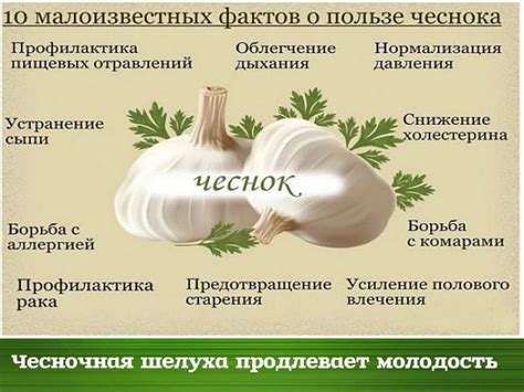 Дозировка и применение чеснока при повышенном давлении