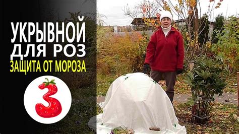 Дополнительные меры по защите роз от морозов