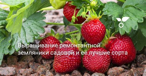 Дополнительные рекомендации по обрезке ремонтантной земляники осенью