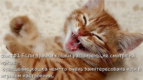 Дополнительные факты о коте с закрытой лапой носом