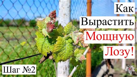 Допустимые порции винограда для детей в годик