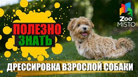 Дрессировка взрослой собаки 5 лет: важно знать перед началом