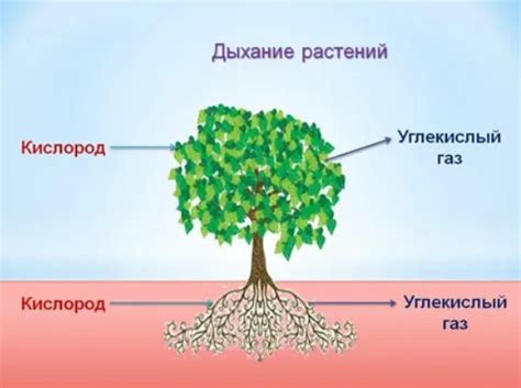 Дыхание растений: основные принципы