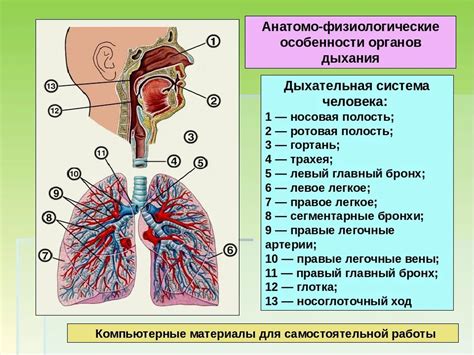 Дыхательная система барбусов