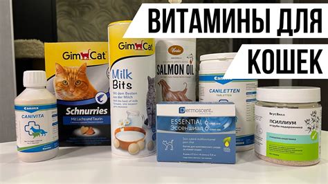 Естественные методы улучшения пищеварения у котов